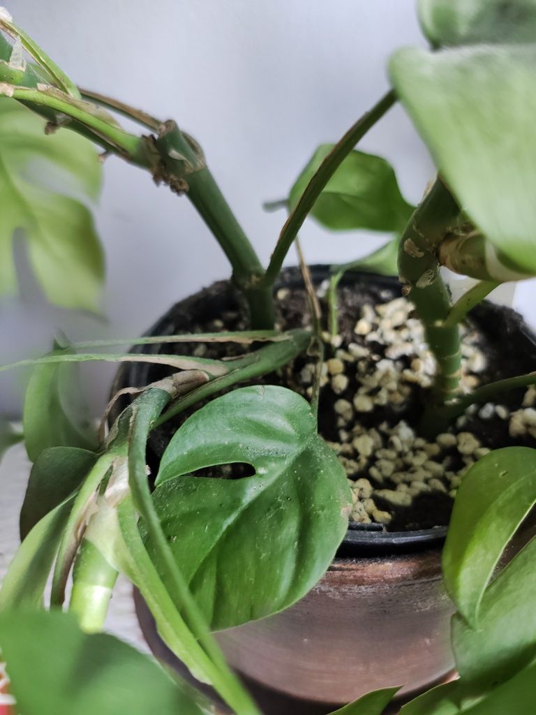 Raphidophora, Rafidofora tetrasperma zwana też monstra minima