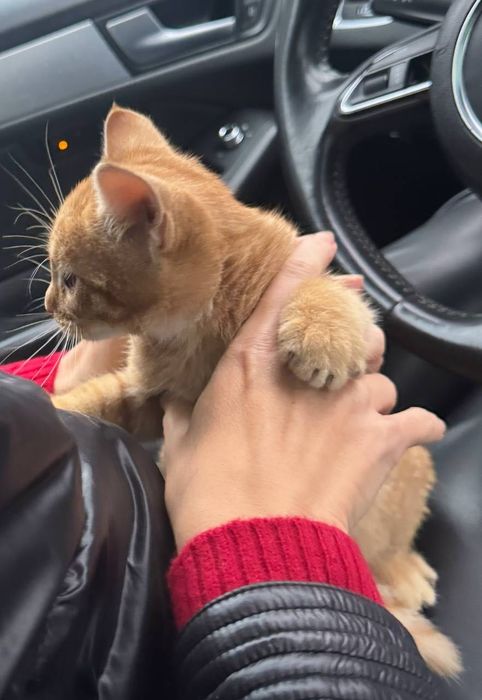 Віддам в добрі руки руде кошеня