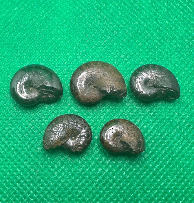 Амоніти Cretaceous піритизовані (5 шт., 14-16 мм)