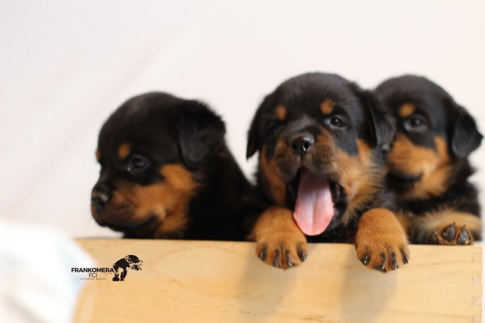 Rottweiler top piesek rodowód Zkwp/FCI