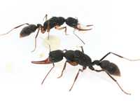 Экзотические муравьи