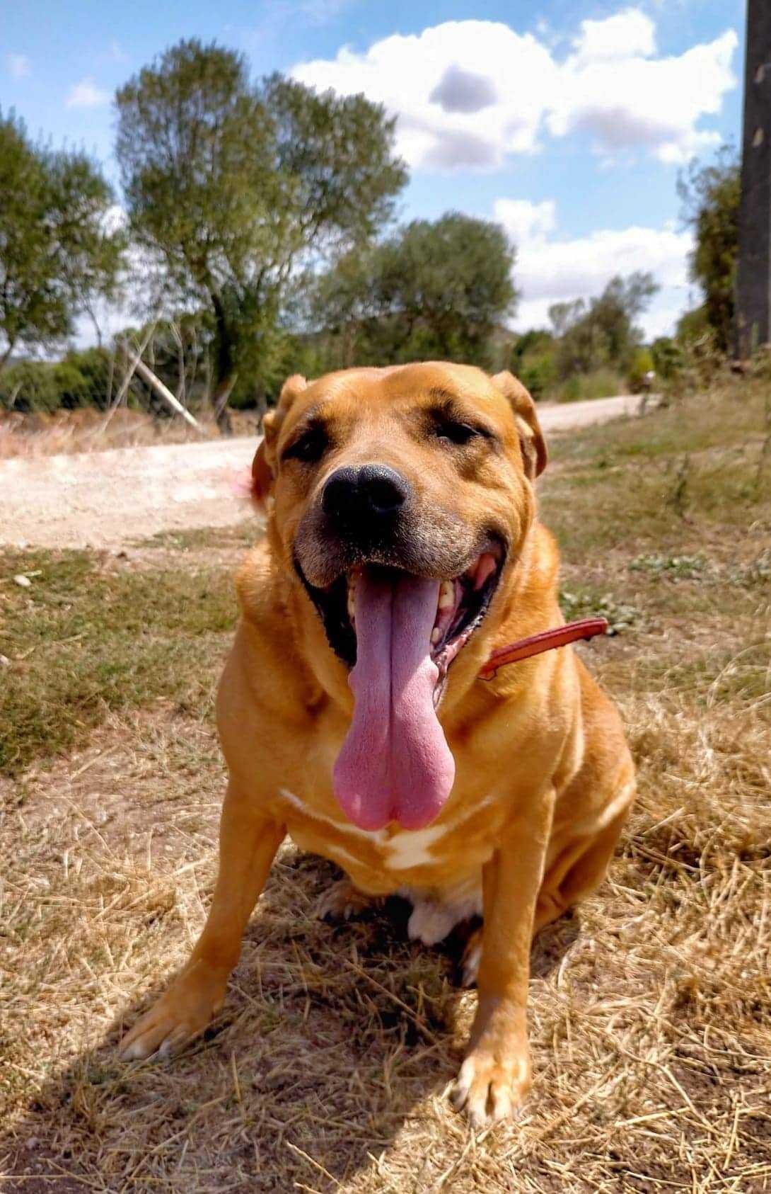 Hércules - Cão grande para adoção