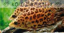 Buszowiec ostropyski - Ctenopoma acutirostre - dowozimy do klienta