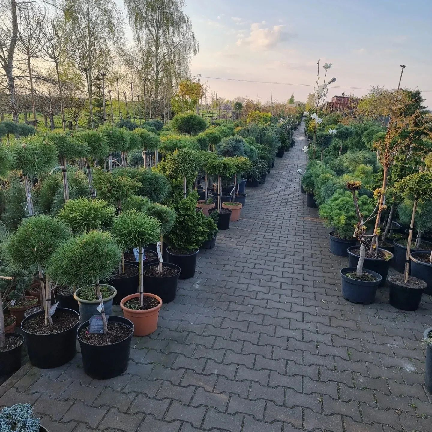 Krzewy ozdobne iglaste I liściaste Niwaki BONSAI