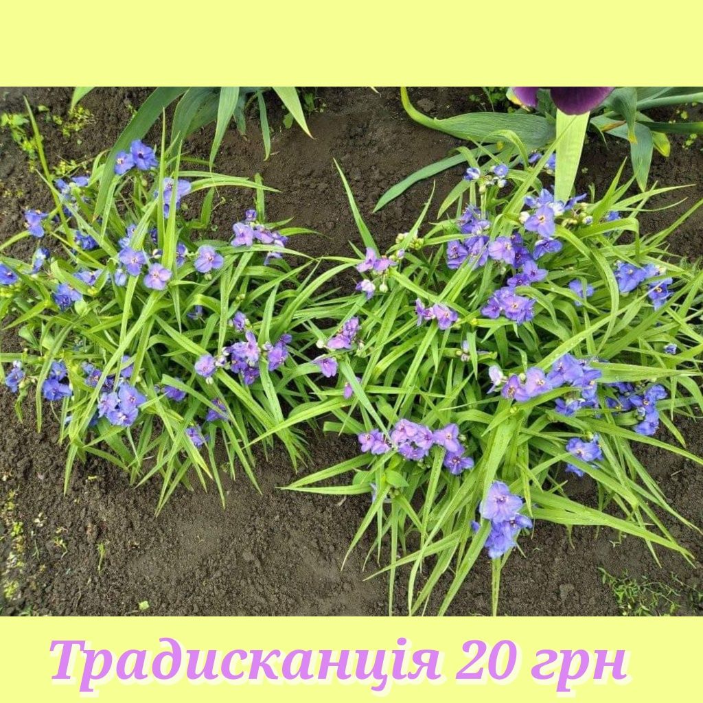 Квіти на будь-який смак