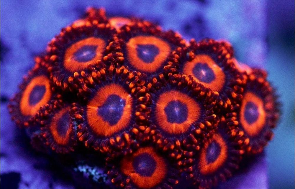 Vendo várias espécies de Corais