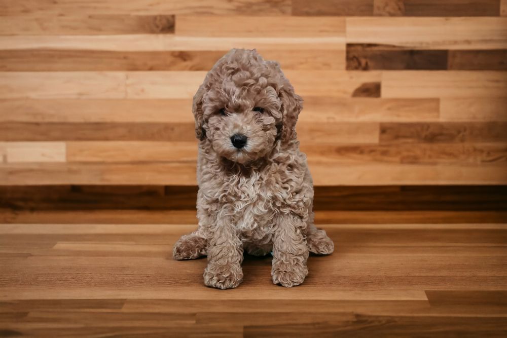 Maltipoo F1b mocno pokręcone