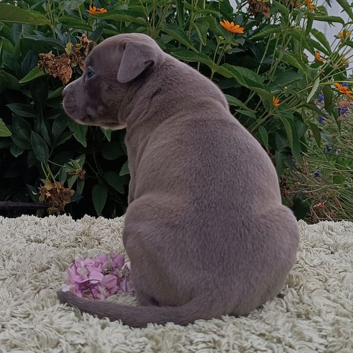 Нова Луна дівчинка просто ніжна перлинка ,розплідник КСУ