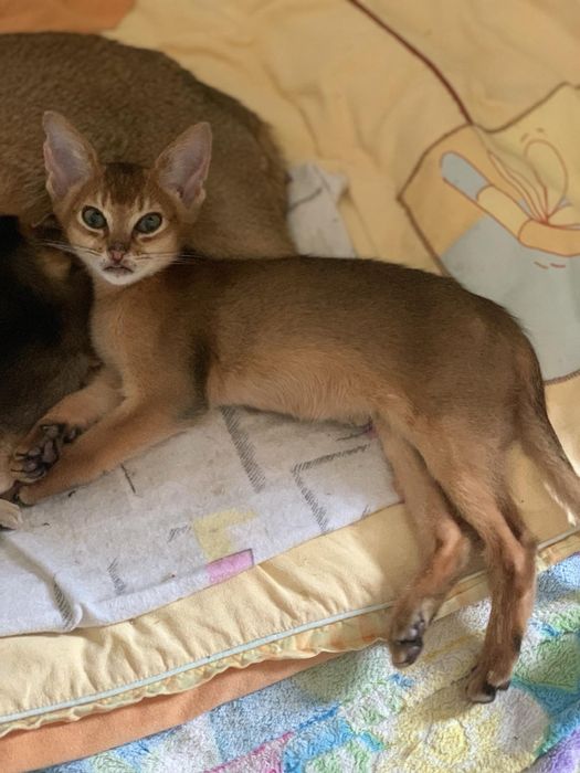 Абиссинские котята
