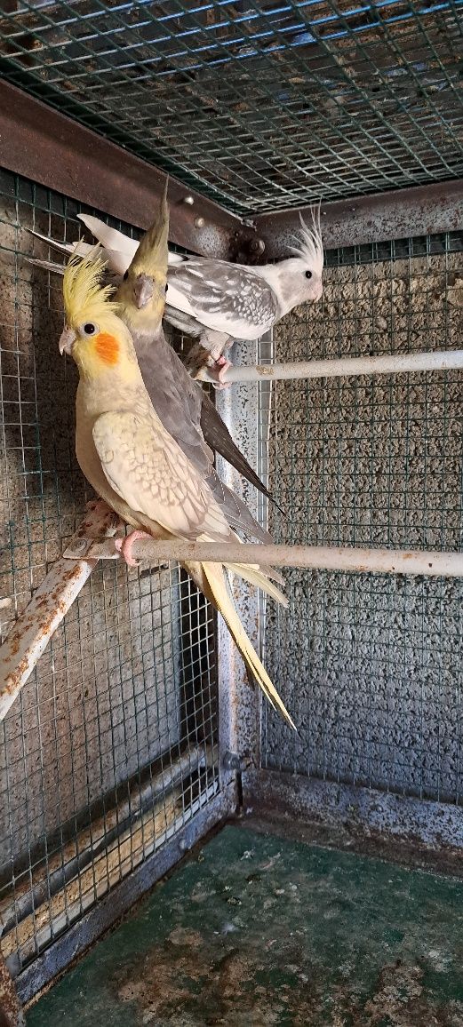 Caturras Adultas