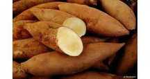 Batata Yacon fruto ideal para diabéticos