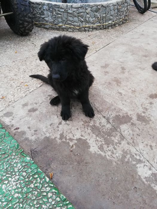 Sprzedam szczeniaka owczarka niemieckiego długowłosego