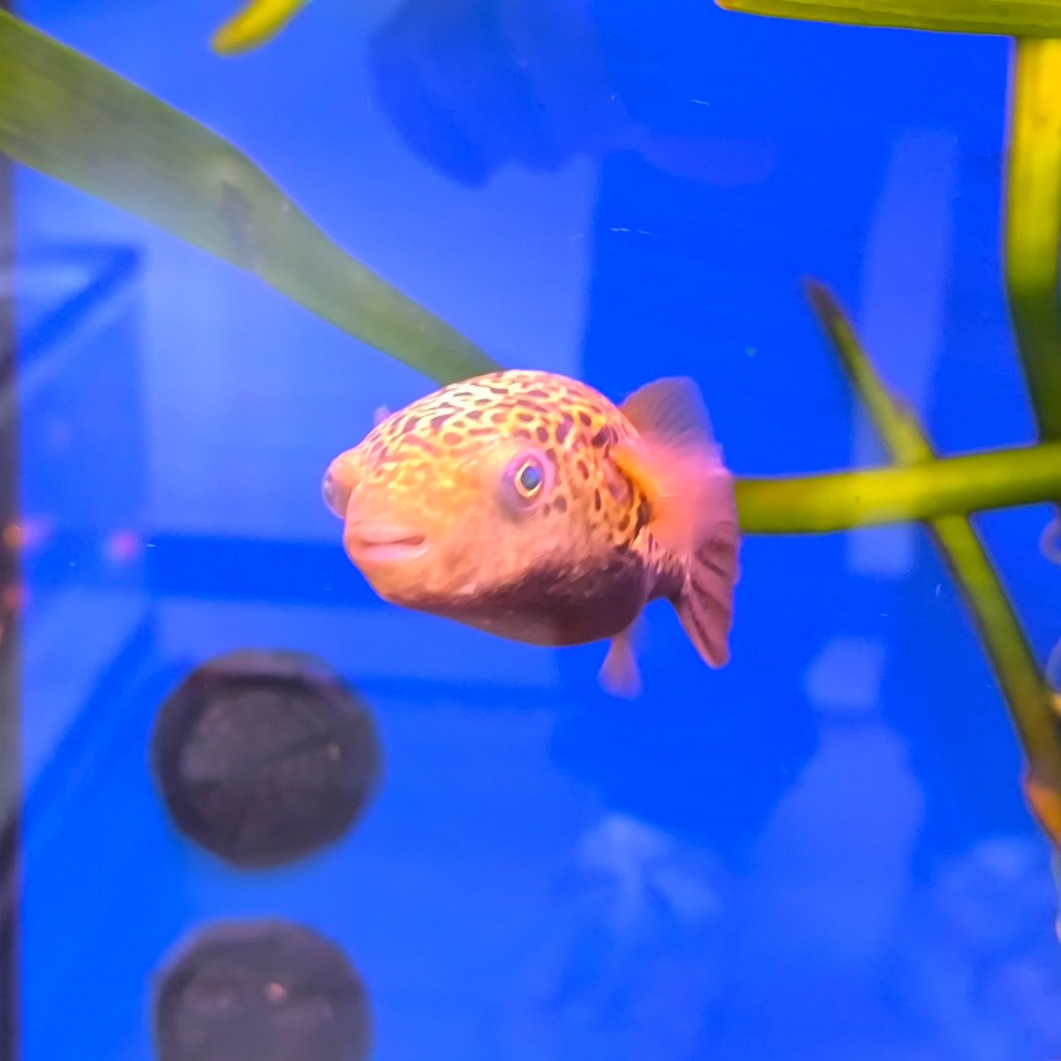 Tetraodon Nigroviridis 10/15cm