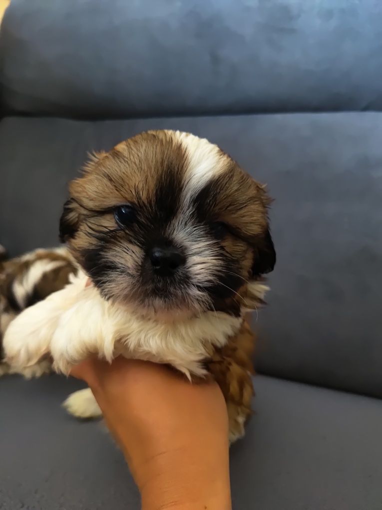 Shih tzu chłopaki gotowe do odbioru