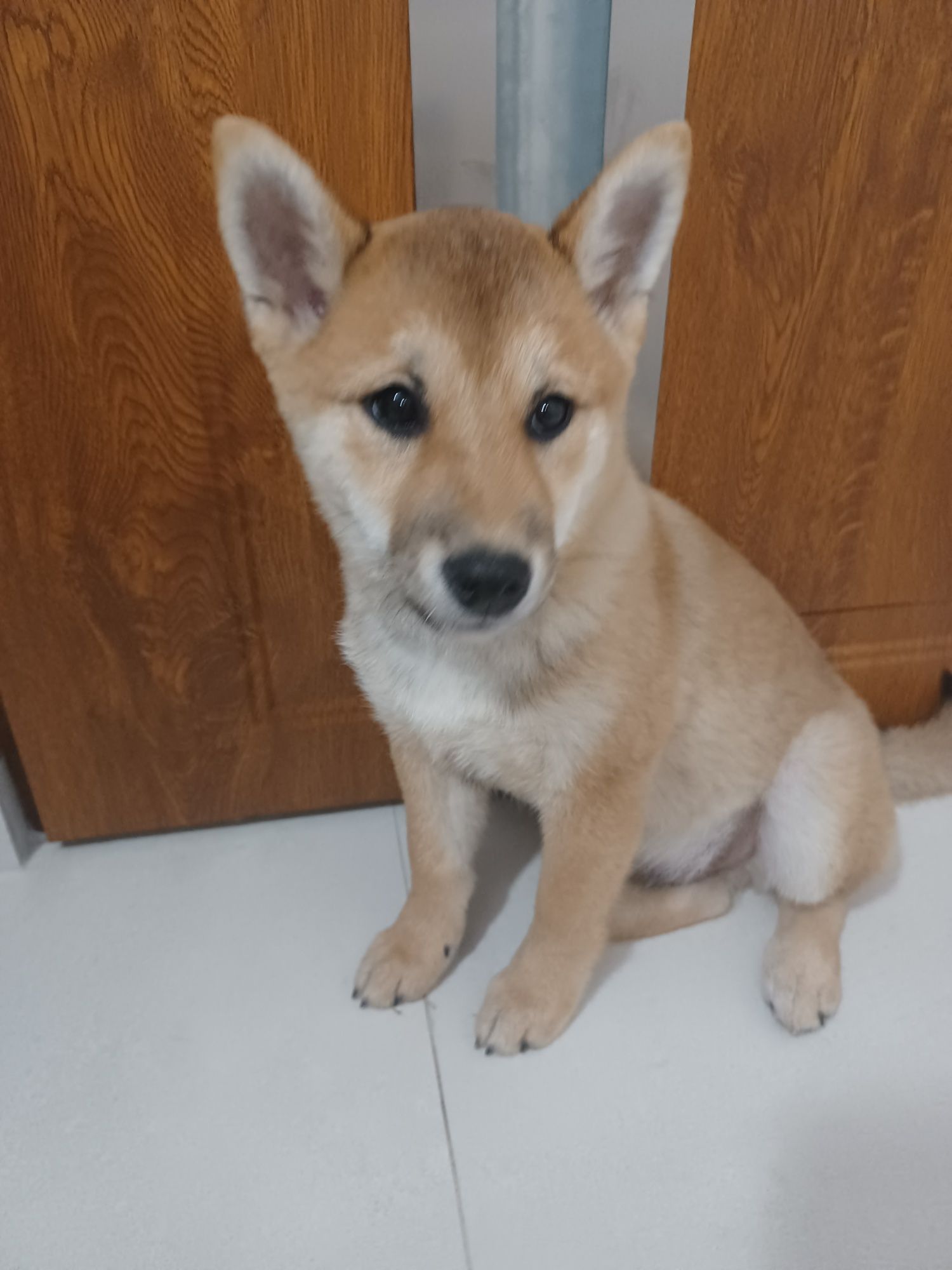 Shiba inu Śliczna