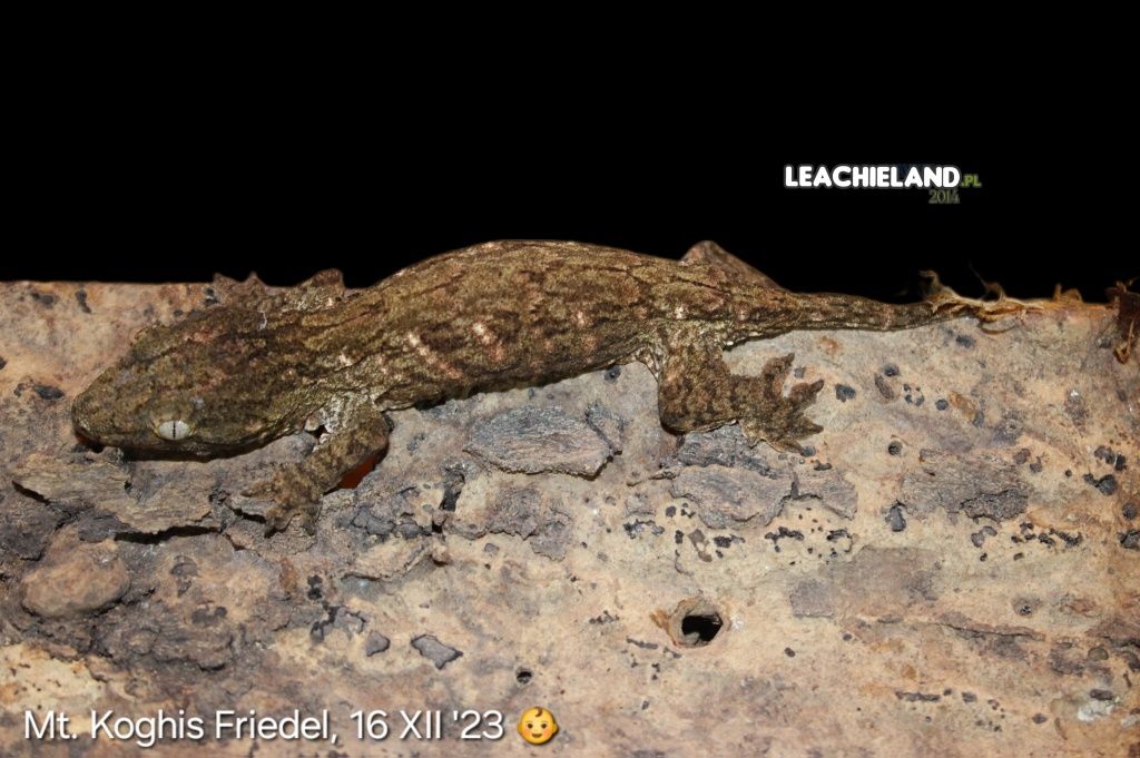 Gekon Olbrzym GT Mt. Koghis Friedel, R. LEACHIANUS