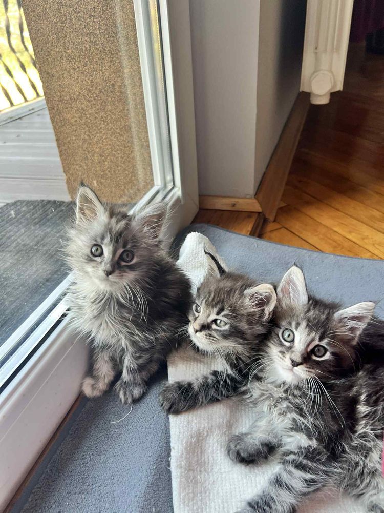 Cudne Kotki Maine Coon - super rodowód!