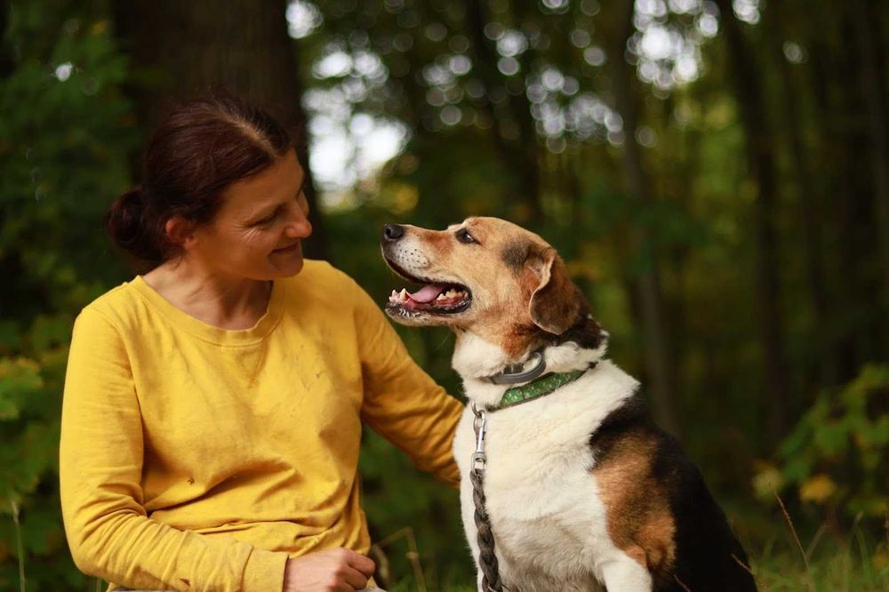 MORIS - bardzo łagodny, miły, mix beagla.[FILMIKI]