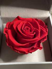Żywa róża. Kompozycja Rose Box