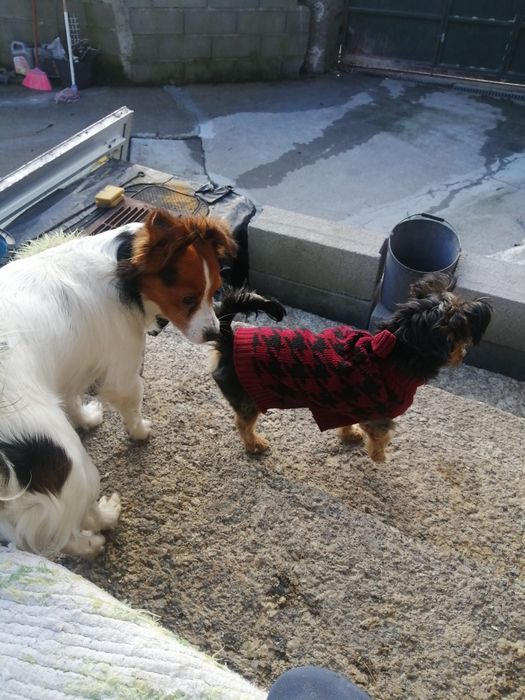 CÃO de raça yorhire terrier com 6 meses..