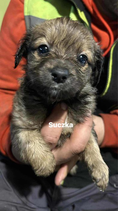 Szczeniaki do wydania w dobre ręce