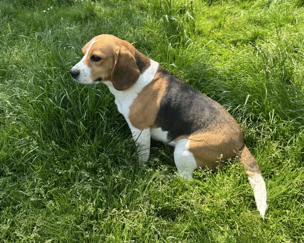 Beagle tricolor suka