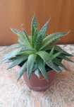 Aloes ościsty młoda roślina doniczkowa.Kwiaty.