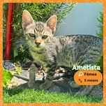 Gatinhas para adoção