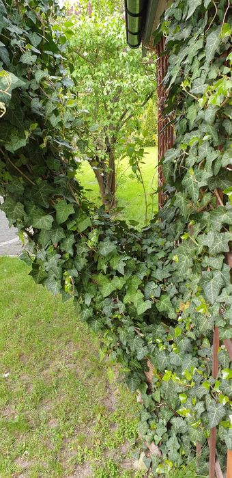 Bluszcz zimozielony -30 szt sadzonki -wysył