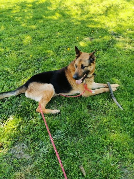 Cudowny Barney gotowy do adopcji!! Tylko brać i kochać!!