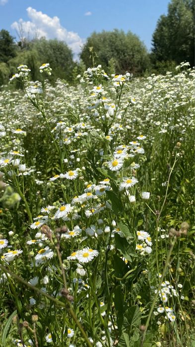 Будинок + 25сот. на річці с.Красна Слобідка, м. Обухів 10 км.