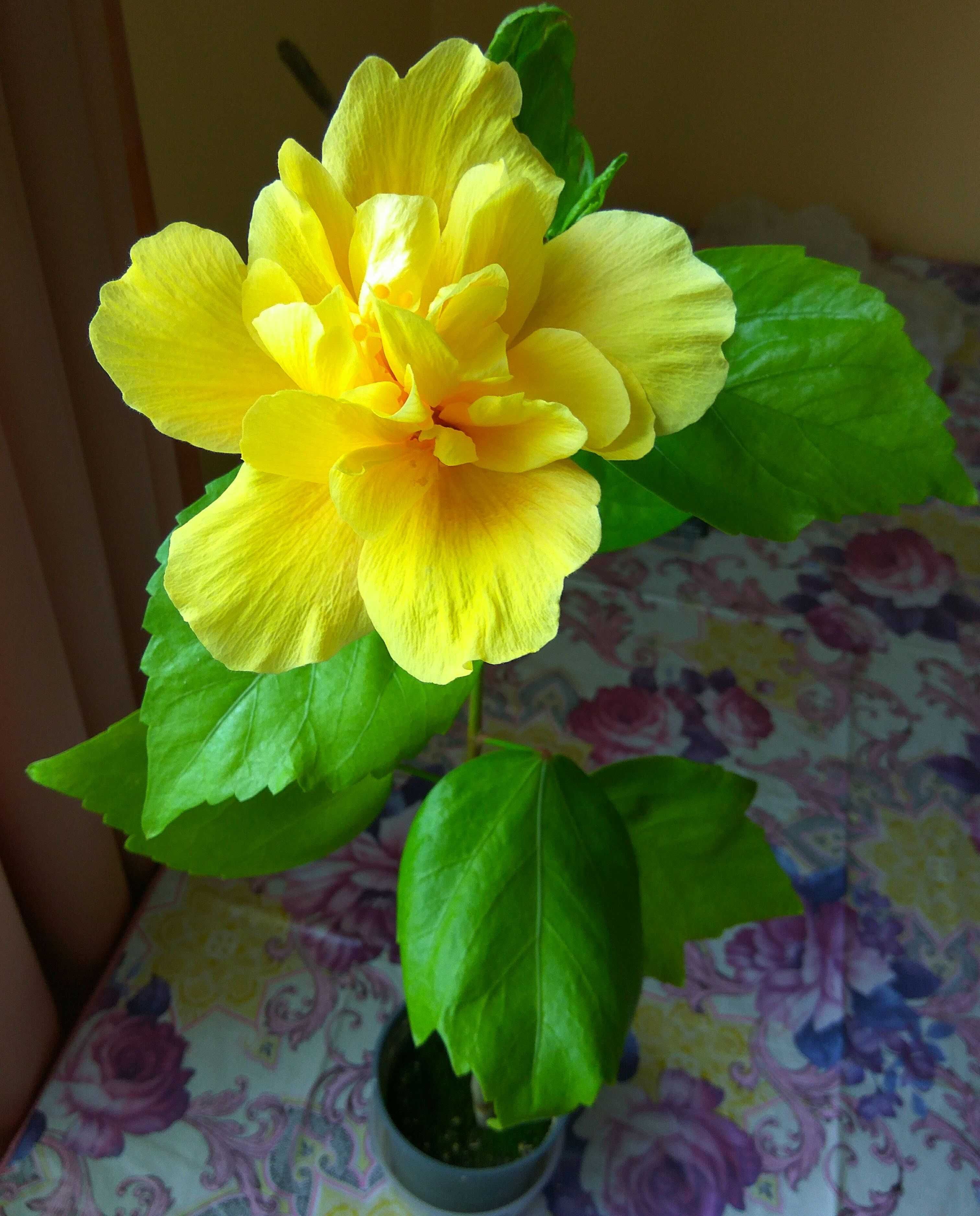 Сортовий гібіскус "Koenig Yellow"