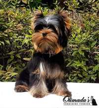 Yorkshire terrier - York - PRAWDZIWY rodowód ZKwP FCI