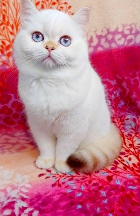 Справжній плюшевий біленький ведмедик дівчинка шиншилка