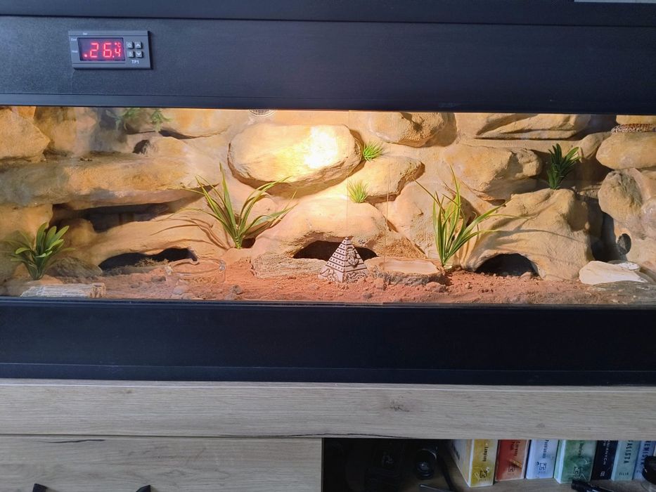 Gekony pustynne samice z terrarium.100x40x40 + gratisy