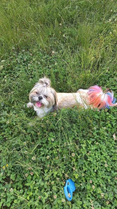 Вязка за щеночка