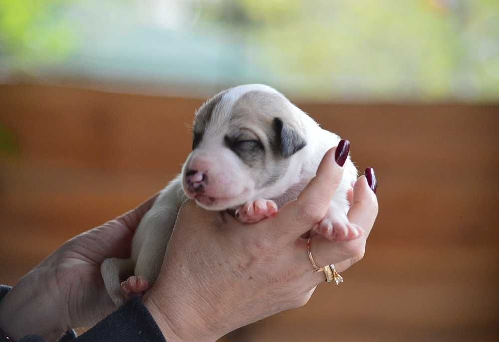 whippet piesek parti-color, rodowód ZKwP