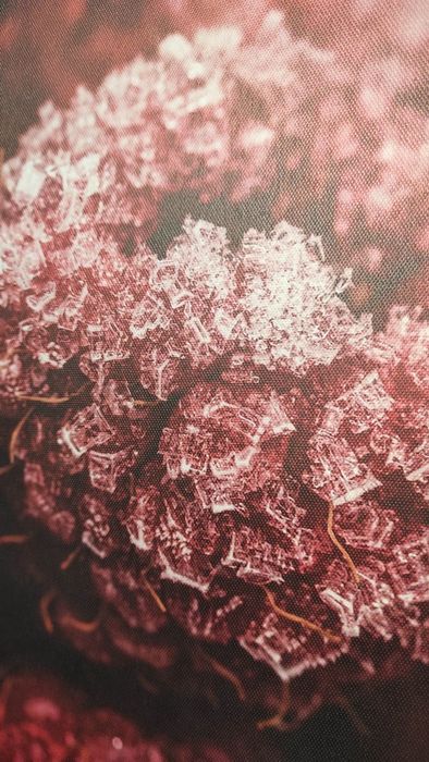 Obraz, nadruk na płótnie, zmrożone maliny, rozmiar 40x50