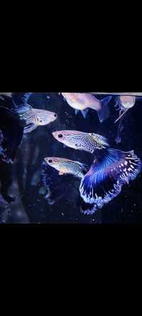 Gupik gupiki Snakskin blue tail