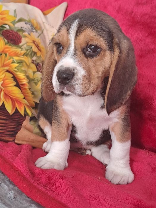 Śliczny piesek tricolor.