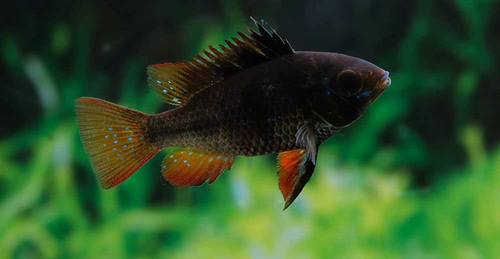 Pielęgniczka Ramireza odmiana CZARNA - Mikrogeophagus ramirezi - dowóz
