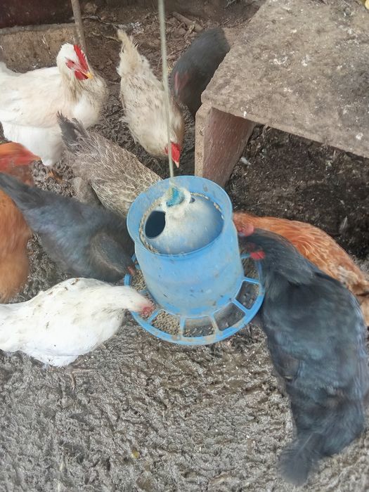 Продам домашні кури несушки 5 місяців 280 гривень штука м.Бердичів.  Т