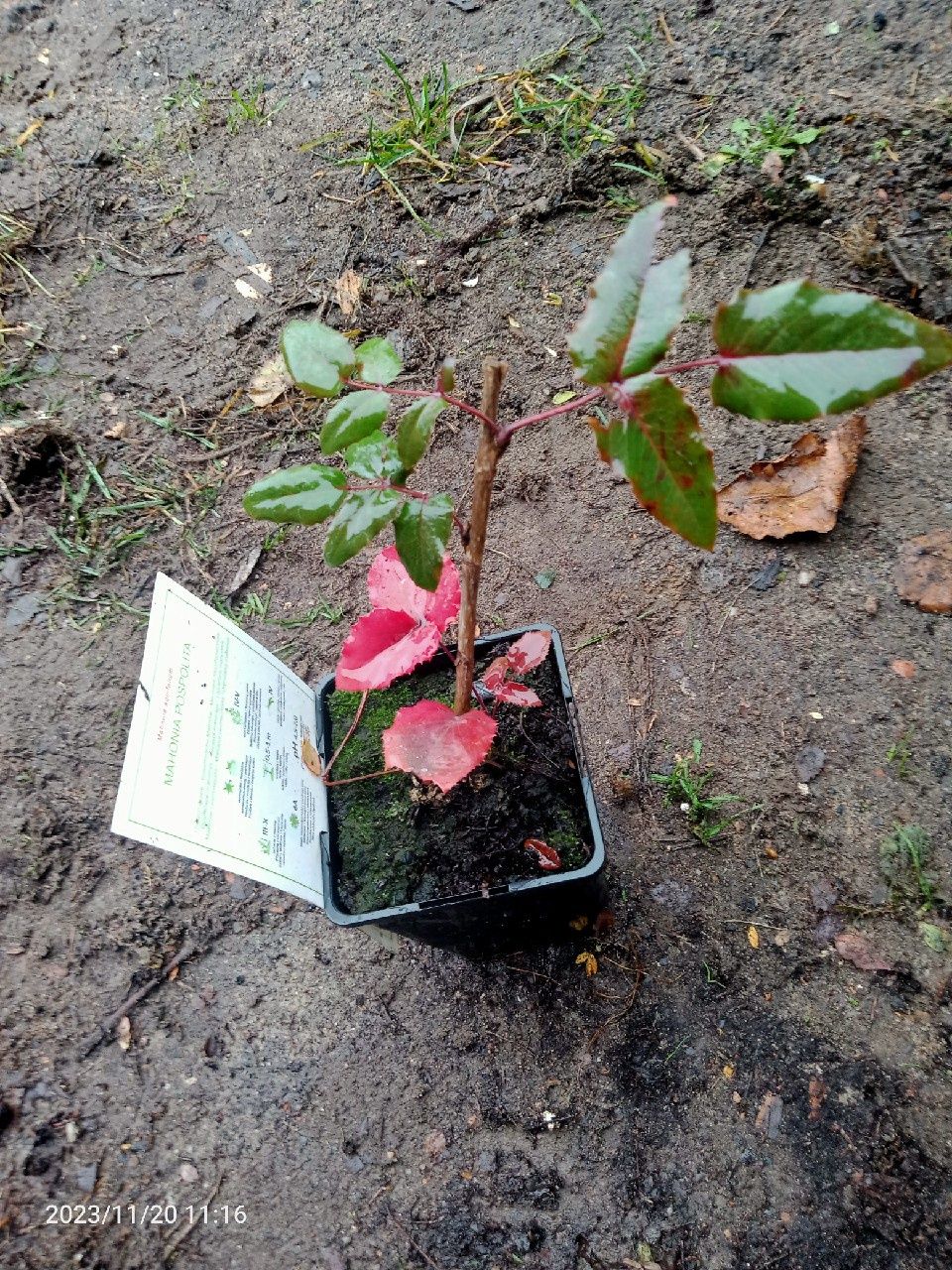 Mahonia pospolita sadzonka