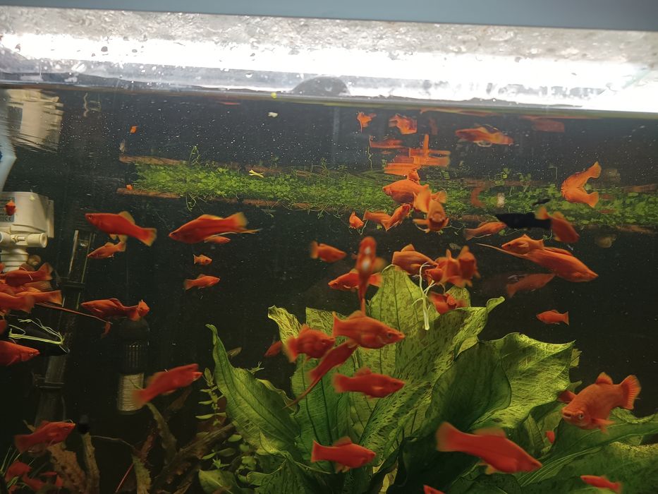 mieczyki czerwone czysta linia