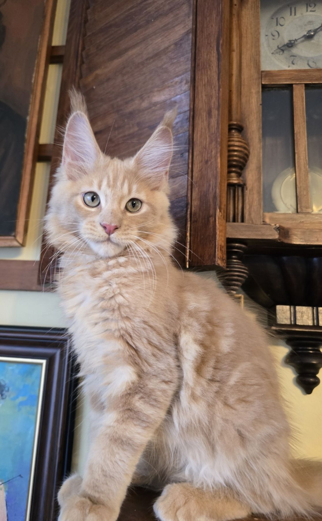 Maine Coon kotka kocurek rodowód Felis Polonia