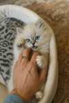 Ragdoll/ prawdziwy rodowod/ FiFe/FPL/ badania genetyczne/