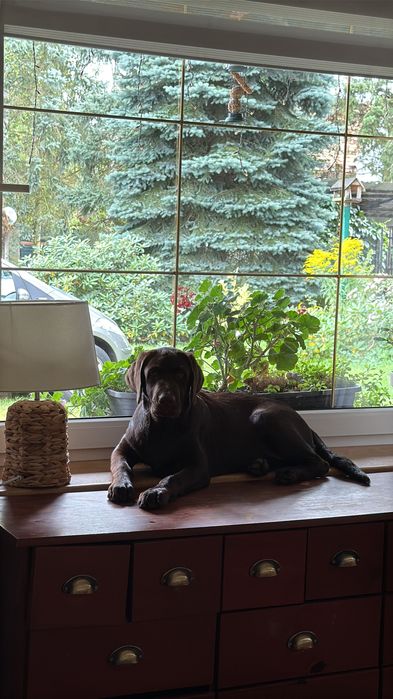 Labrador czekoladowy