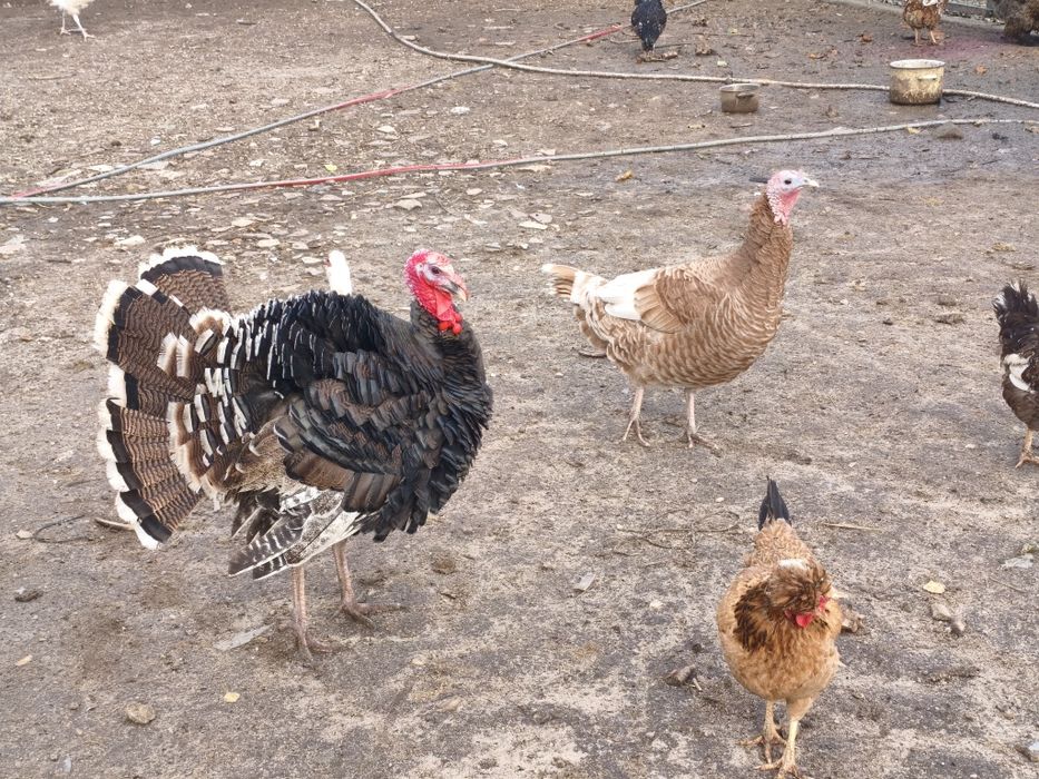 Indory Kaczki młode tegoroczne