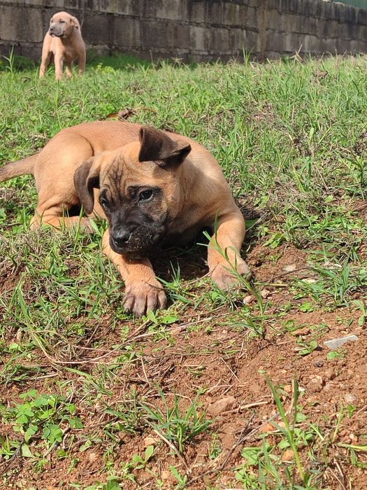 Cane Corso com lop e afixo