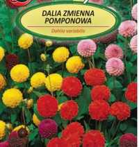 Dalia gieorginia sadzonki